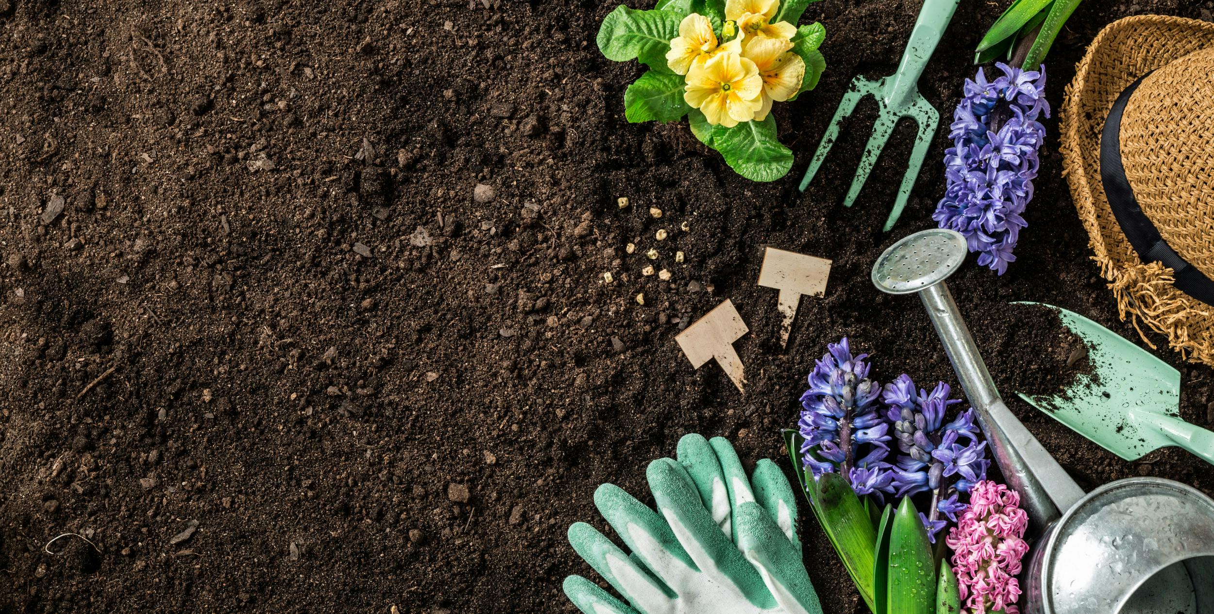 Craving Spring Blooms? Why One Expert Says You May Need to Start Planting Now